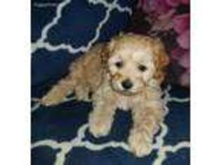 Cavapoo Puppy for sale in Loysville, PA, USA