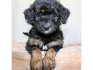 Mutt Puppy for sale in Mapleton, UT, USA