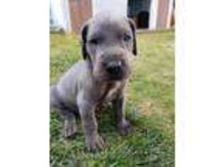 Great Dane Puppy for sale in Brian Head, UT, USA