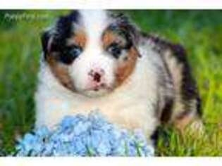 Australian Shepherd Puppy for sale in Prattville, AL, USA