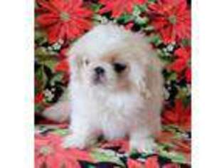 Pekingese Puppy for sale in Galena, OH, USA