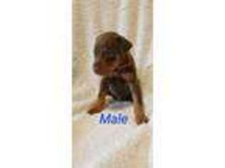 Doberman Pinscher Puppy for sale in Jamestown, NC, USA