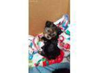 Yorkshire Terrier Puppy for sale in Waterloo, IA, USA