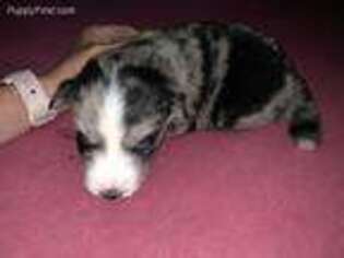 Siberian Husky Puppy for sale in Riverview, MI, USA