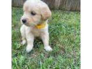 Golden Retriever Puppy for sale in Forney, TX, USA