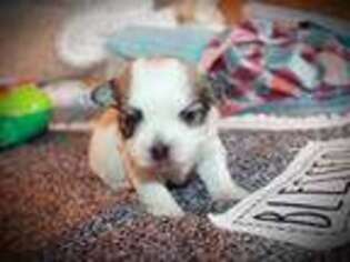 Havanese Puppy for sale in Bladenboro, NC, USA