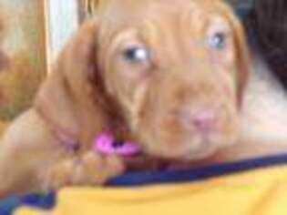 Vizsla Puppy for sale in Topsham, VT, USA