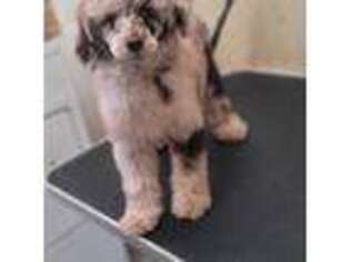 Mutt Puppy for sale in Clanton, AL, USA