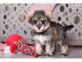 Schnoodle (Standard) Puppy for sale in Columbus, OH, USA