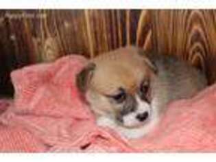 Pembroke Welsh Corgi Puppy for sale in Bennett, CO, USA