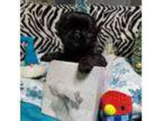 Mutt Puppy for sale in Herrin, IL, USA