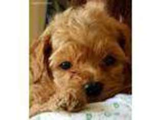 Goldendoodle Puppy for sale in Arlington, WA, USA