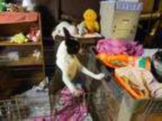 Boston Terrier Puppy for sale in Wirtz, VA, USA