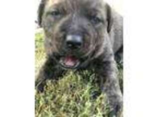 Cane Corso Puppy for sale in Leipsic, OH, USA