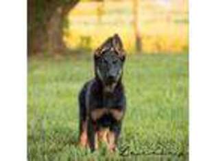 German Shepherd Dog Puppy for sale in Hopkinsville, KY, USA