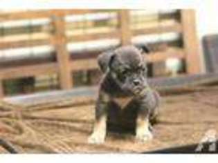Bulldog Puppy for sale in CARMICHAEL, CA, USA