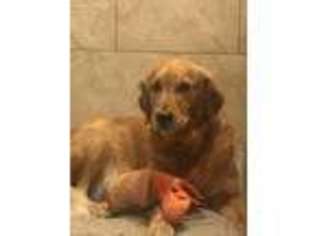 Golden Retriever Puppy for sale in Rockdale, TX, USA