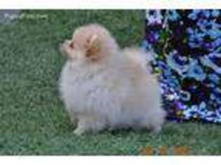 Pomeranian Puppy for sale in Longview, TX, USA