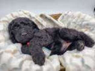 Labradoodle Puppy for sale in West Frankfort, IL, USA