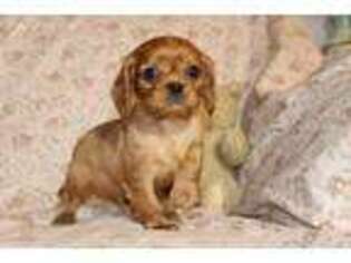 Cavalier King Charles Spaniel Puppy for sale in Elk City, KS, USA