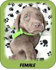 Labrador Retriever Puppy for sale in Elizabeth City, NC, USA