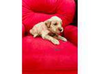 Goldendoodle Puppy for sale in Ellington, CT, USA