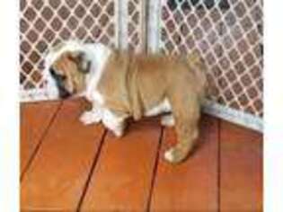 Bulldog Puppy for sale in Clinton, MD, USA