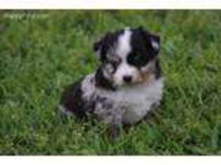 Miniature Australian Shepherd Puppy for sale in Normangee, TX, USA