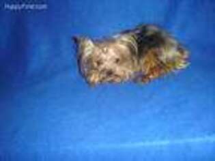 Yorkshire Terrier Puppy for sale in RUSSELL SPRINGS, KY, USA