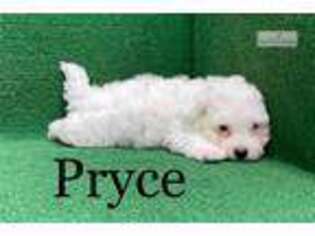 Havanese Puppy for sale in Brunswick, GA, USA