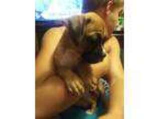 Boxer Puppy for sale in Ocoee, FL, USA