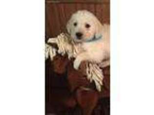 Labradoodle Puppy for sale in Boonville, NC, USA