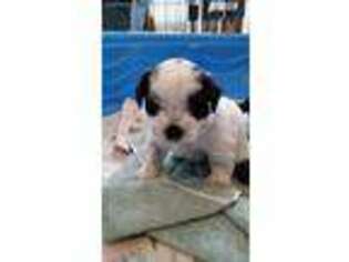 Shorkie Tzu Puppy for sale in Tarpon Springs, FL, USA