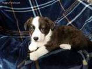 Cardigan Welsh Corgi Puppy for sale in Grantsville, UT, USA