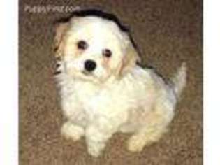Cavachon Puppy for sale in Forest, OH, USA