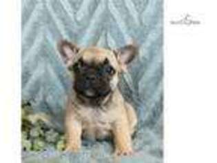 French Bulldog Puppy for sale in Harrisburg, PA, USA