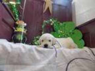 Golden Retriever Puppy for sale in New Bethlehem, PA, USA
