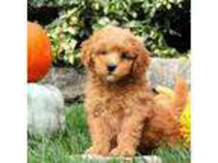 Labradoodle Puppy for sale in Willow Street, PA, USA
