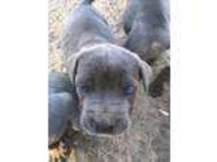Cane Corso Puppy for sale in North Hollywood, CA, USA
