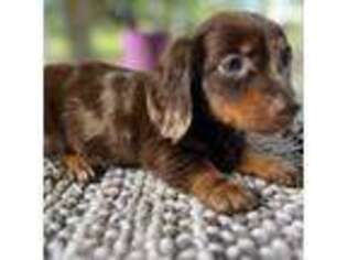 Dachshund Puppy for sale in Venus, FL, USA