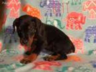 Doberman Pinscher Puppy for sale in Floresville, TX, USA