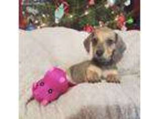 Dachshund Puppy for sale in Crystal River, FL, USA
