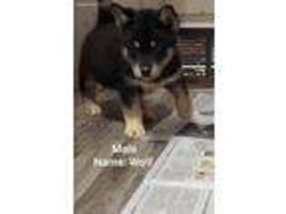 Alaskan Malamute Puppy for sale in Fennville, MI, USA