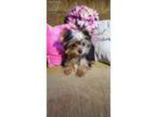 Yorkshire Terrier Puppy for sale in Thompsons Station, TN, USA