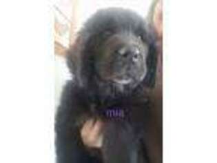Medium Photo #1 Newfoundland Puppy For Sale in Honey Grove, PA, USA