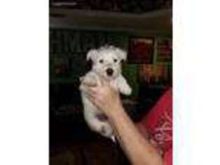 Scottish Terrier Puppy for sale in Texarkana, AR, USA