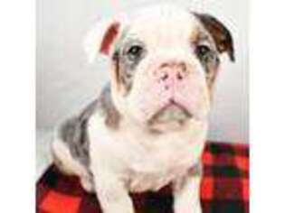 Bulldog Puppy for sale in Washington, DC, USA
