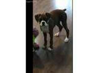 Boxer Puppy for sale in Oak Grove, MO, USA