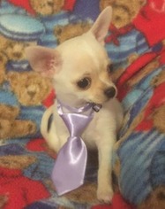 Chihuahua Puppy for sale in Clearwater, FL, USA