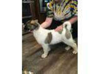 Akita Puppy for sale in Oak Hill, OH, USA